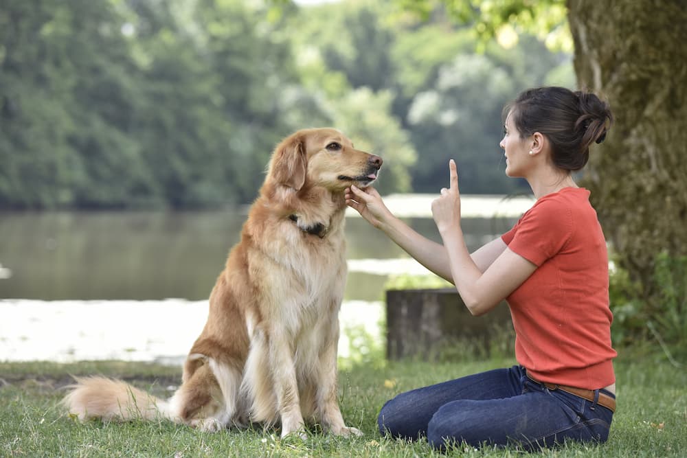 How to a Certified Dog Trainer Animal Behavior