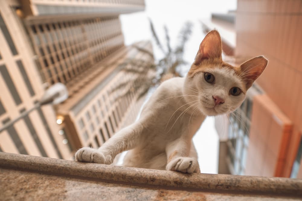 Cat Training in New York City Animal Behavior College