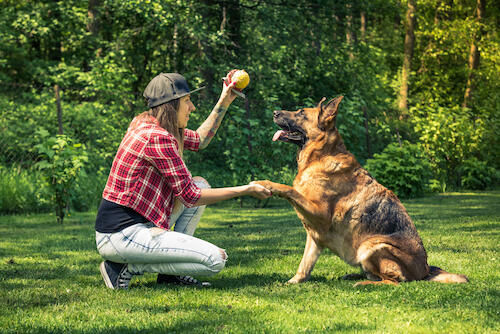 Woman teaches a German shepherd to sit in a dog obedience training session 