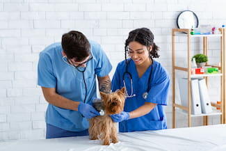 Vet assistant helps a veterinarian examine a Yorkshire Terrier