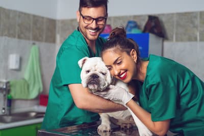 Two smiling vet assistants hug a bulldog in the exam room