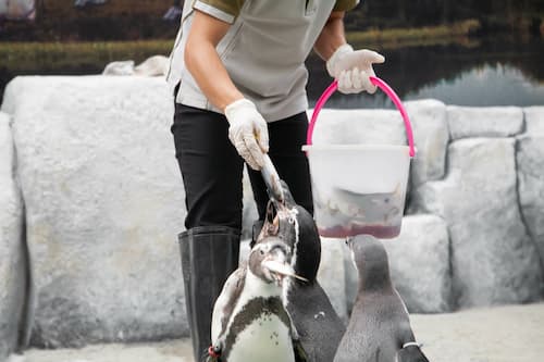 zookeeper assistant feeding fish to penguins