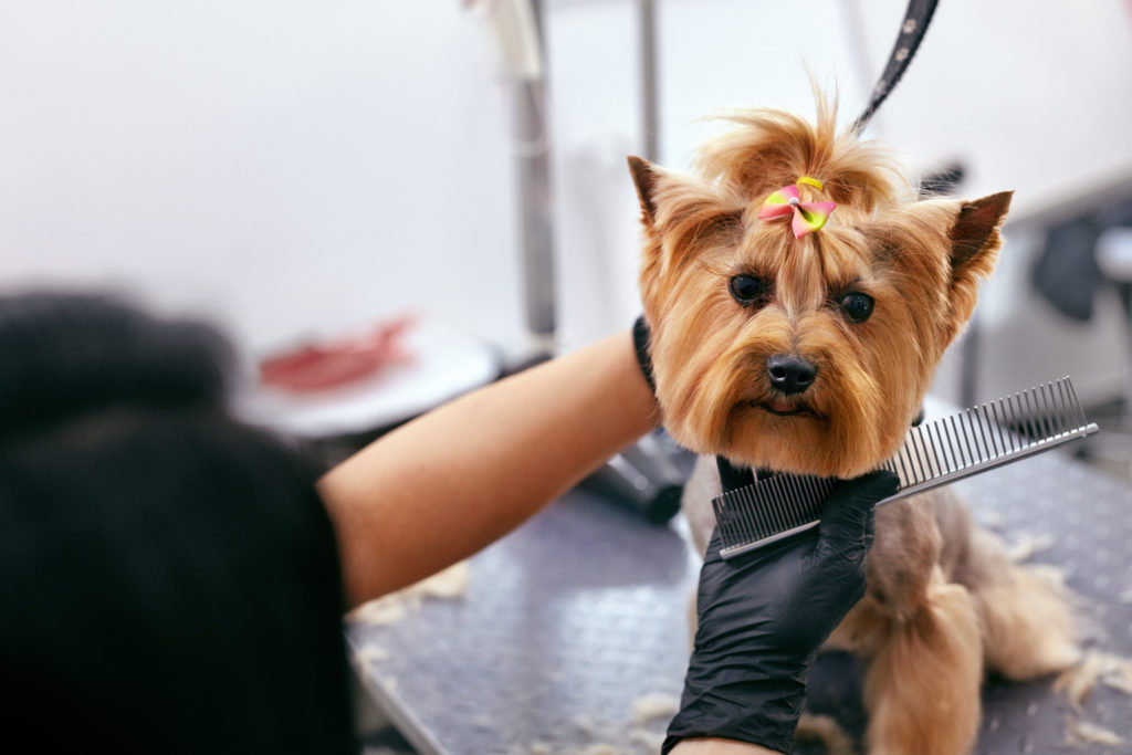 Dog Grooming School  Pet Grooming Training
