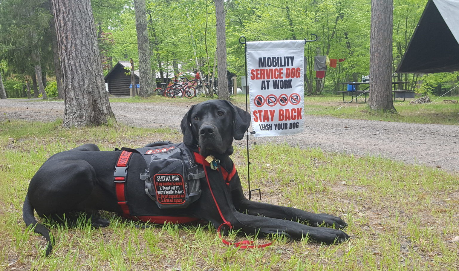 How to Train Service Dogs Psychiatric Service Dog Training