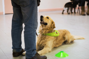 Golden retriever in service dog training class lies at a student’s feet