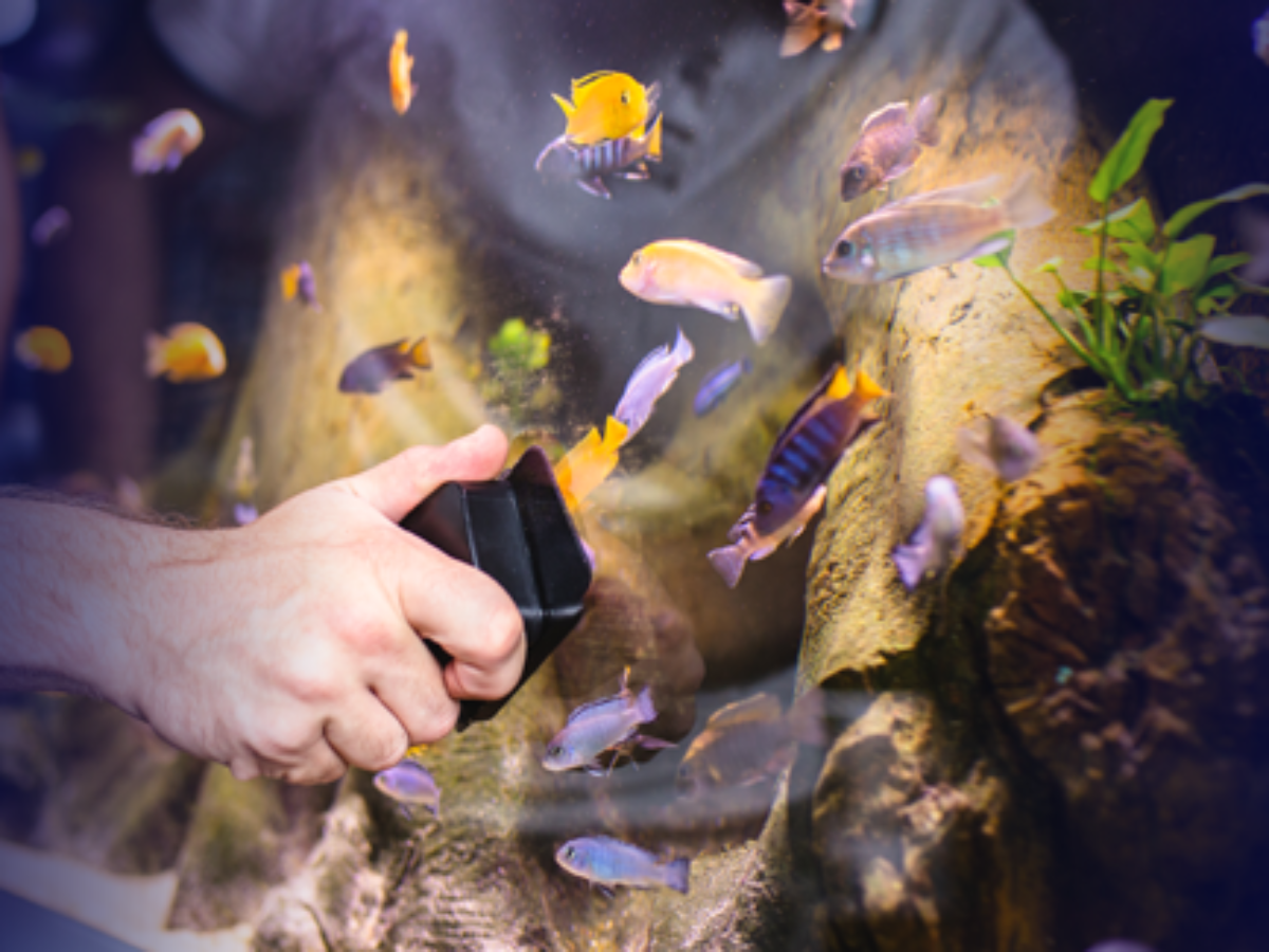 What Does an Aquarist Do? - Aquarium Technician Salary