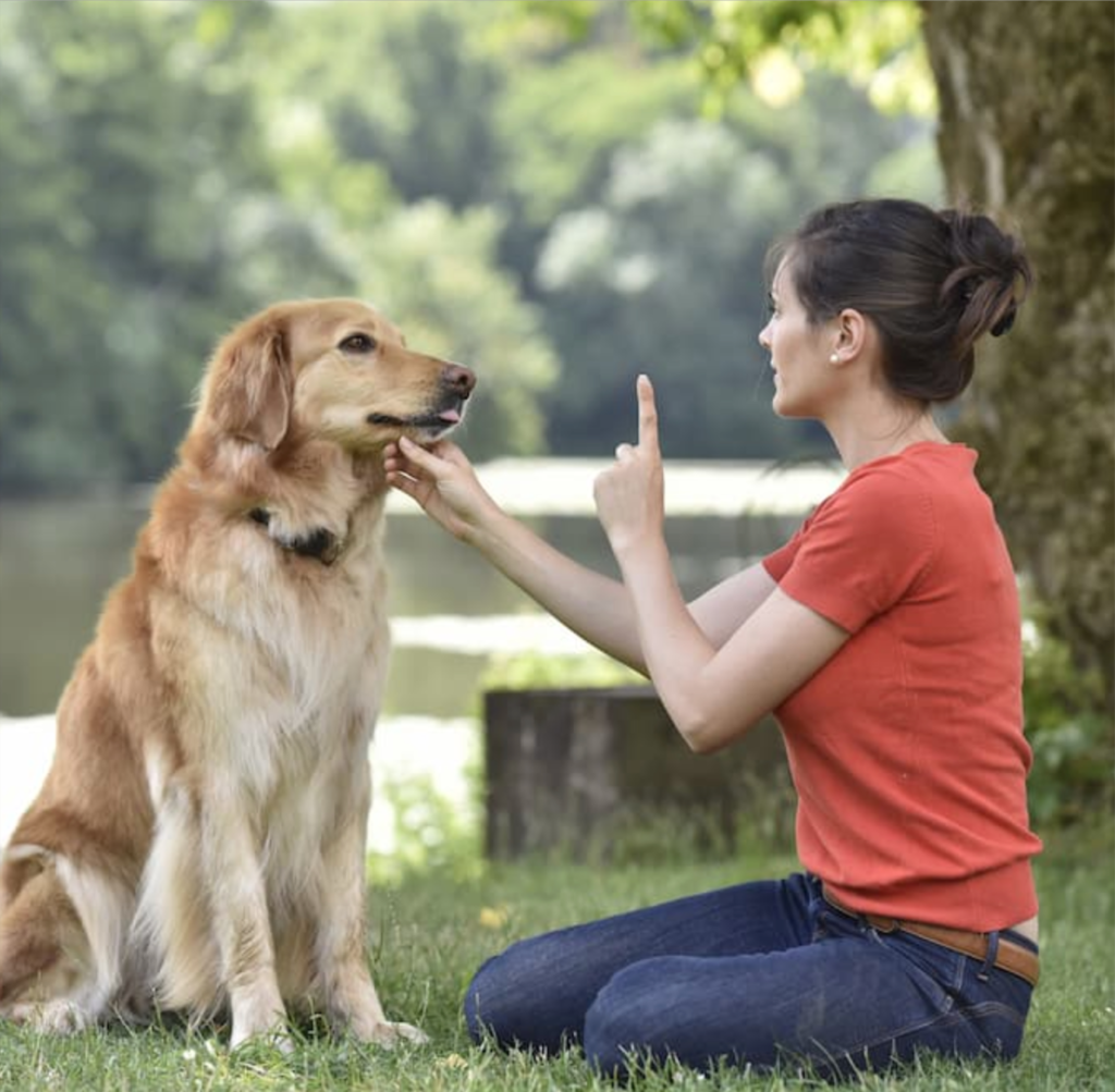Dog Obedience Instructor | How to Become a Dog Trainer
