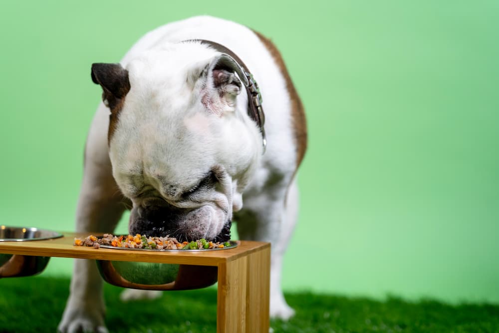 Can Nutrition Impact The Training of Dogs and Cats?