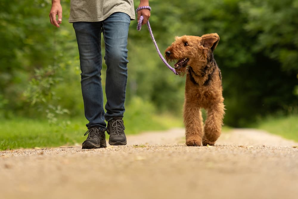 Dog walking and training hotsell