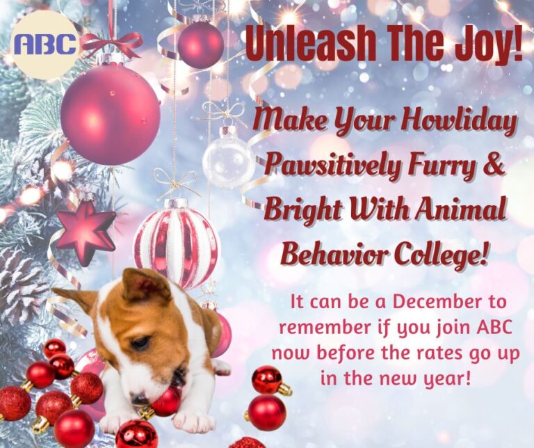 Unleash the joy with Animal Behavior College