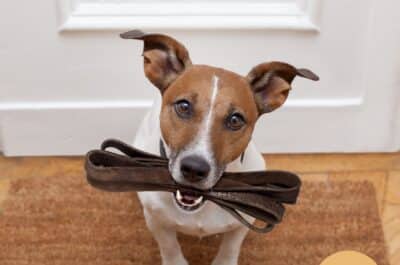 Animal Behavior College Dog Obedience Program