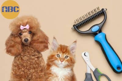 Animal Behavior College Dog & Cat Grooming