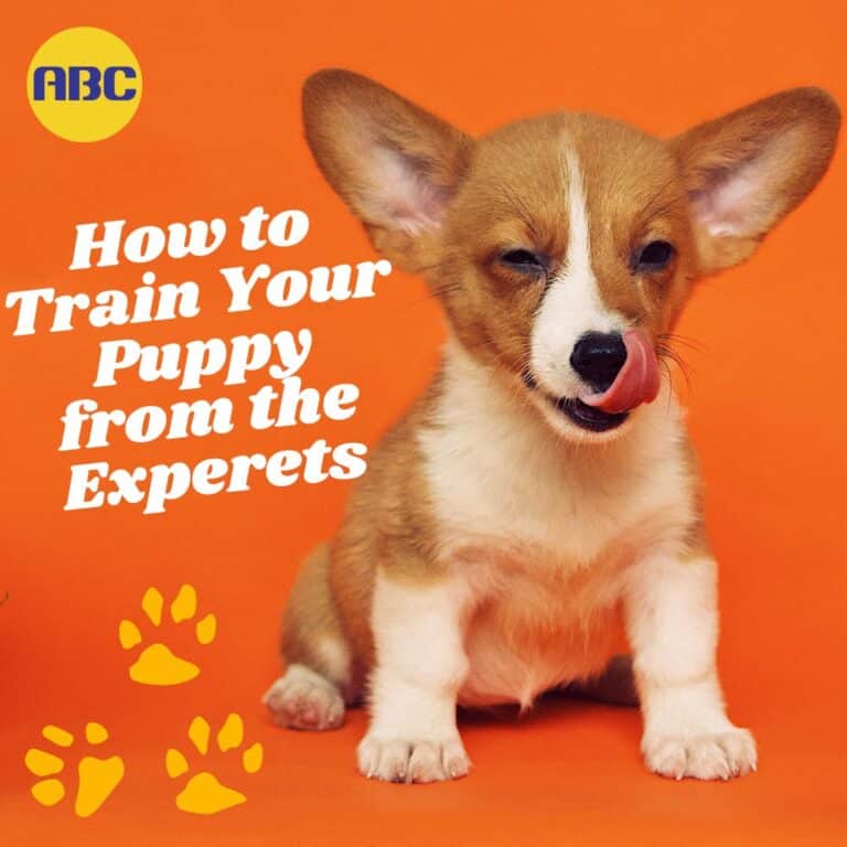 How To Train Your Puppy From The Experts At Animal Behavior College