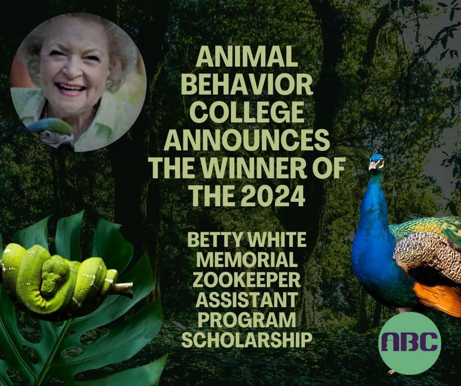 Animal Behavior College Announces the Winner of the 2024 Betty White Zookeeper Assistant Scholarship Zookeeper Assistant –