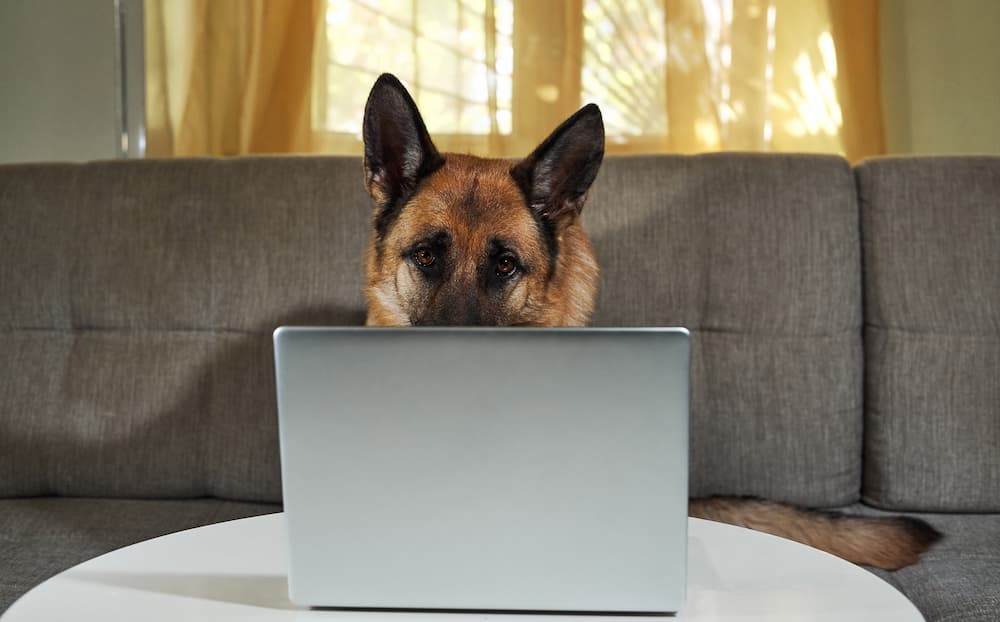 Why Choose an Online Dog Grooming School? “The Benefits of Flexible Learning”
