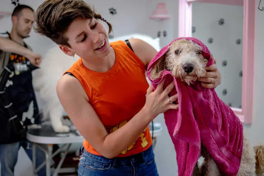 From Passion to Profession: How to Turn Your Love for Dogs into a Grooming Career