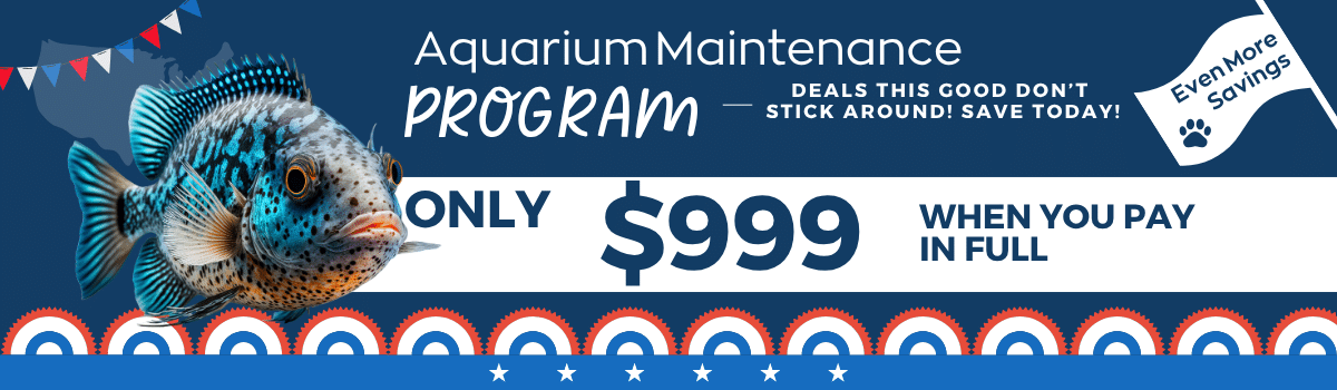 Sale Banner