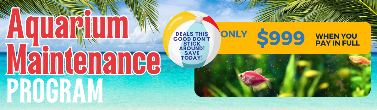 Sale Banner