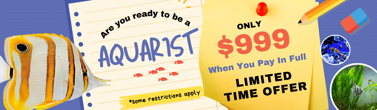 Sale Banner