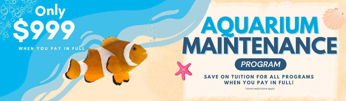 Sale Banner