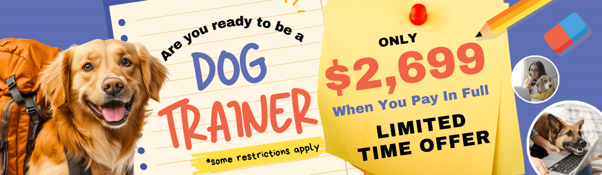 Sale Banner
