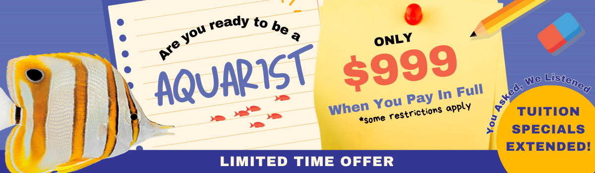 Sale Banner