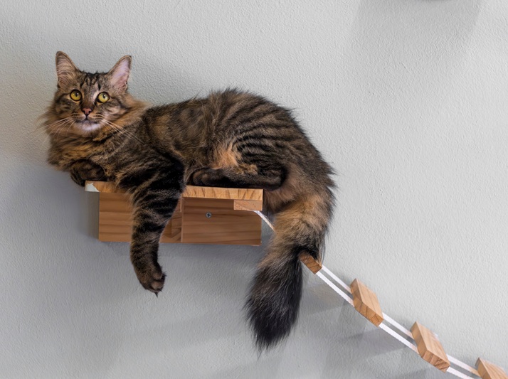 Cat on a perch