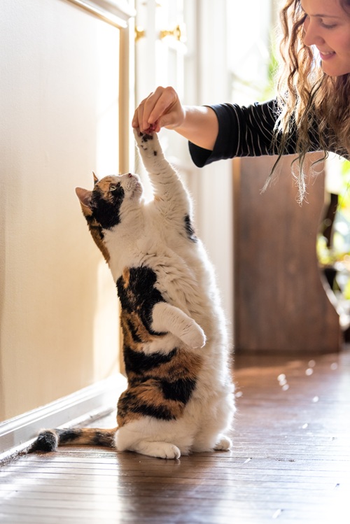 Cat during a training session
