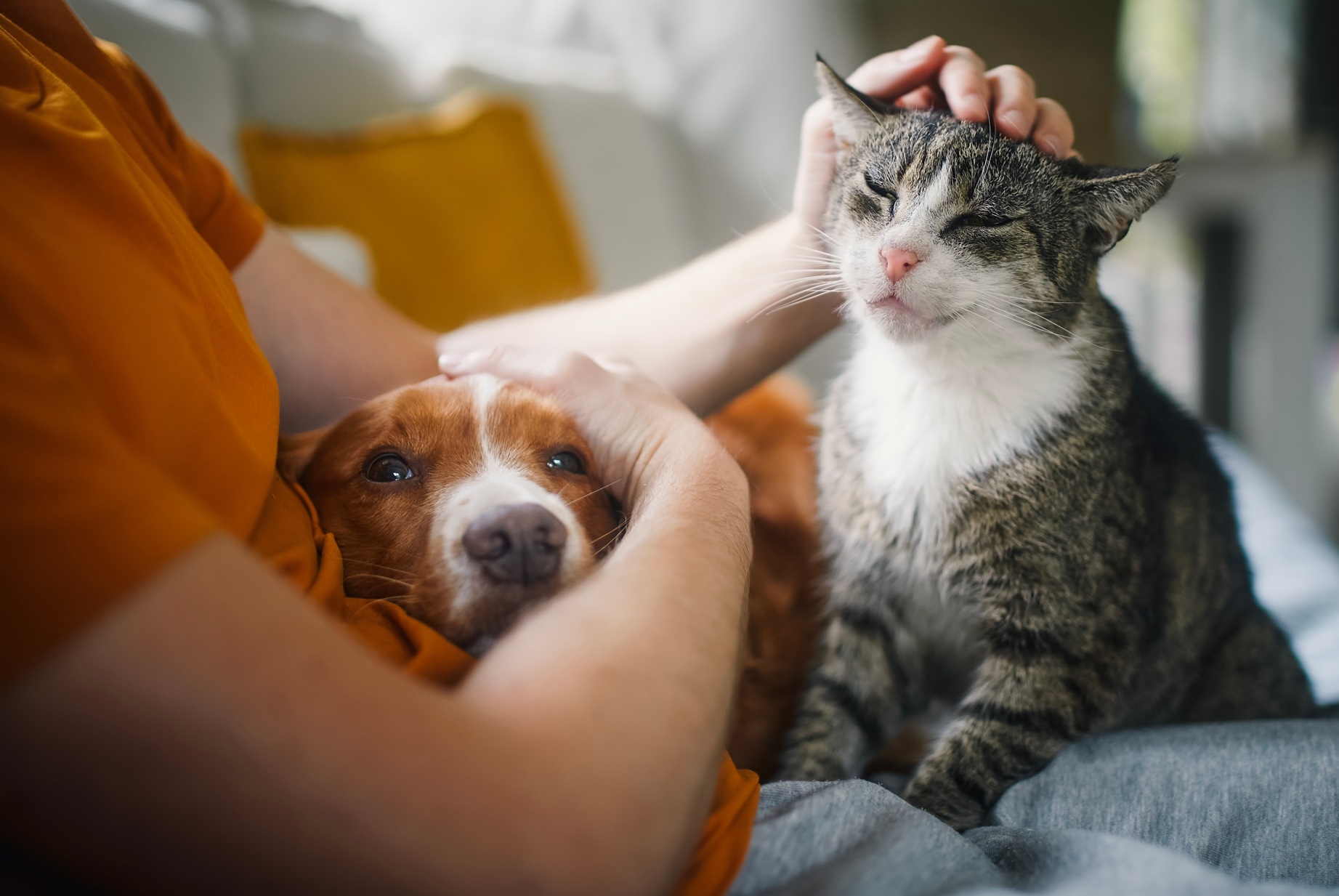 Dog and cat together