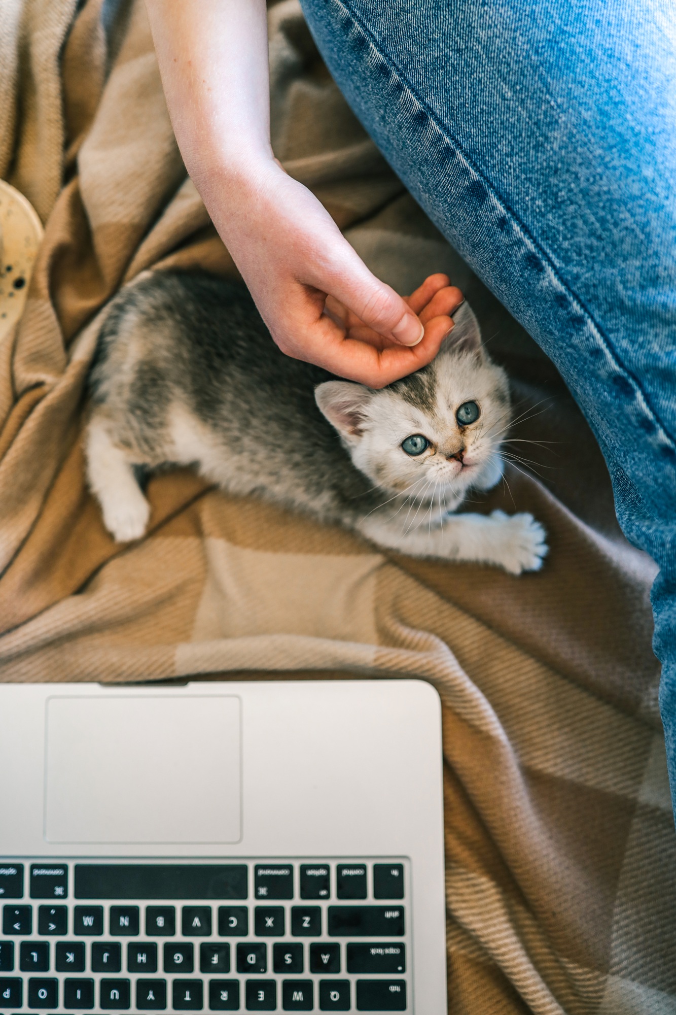 Student learning online with their kitten