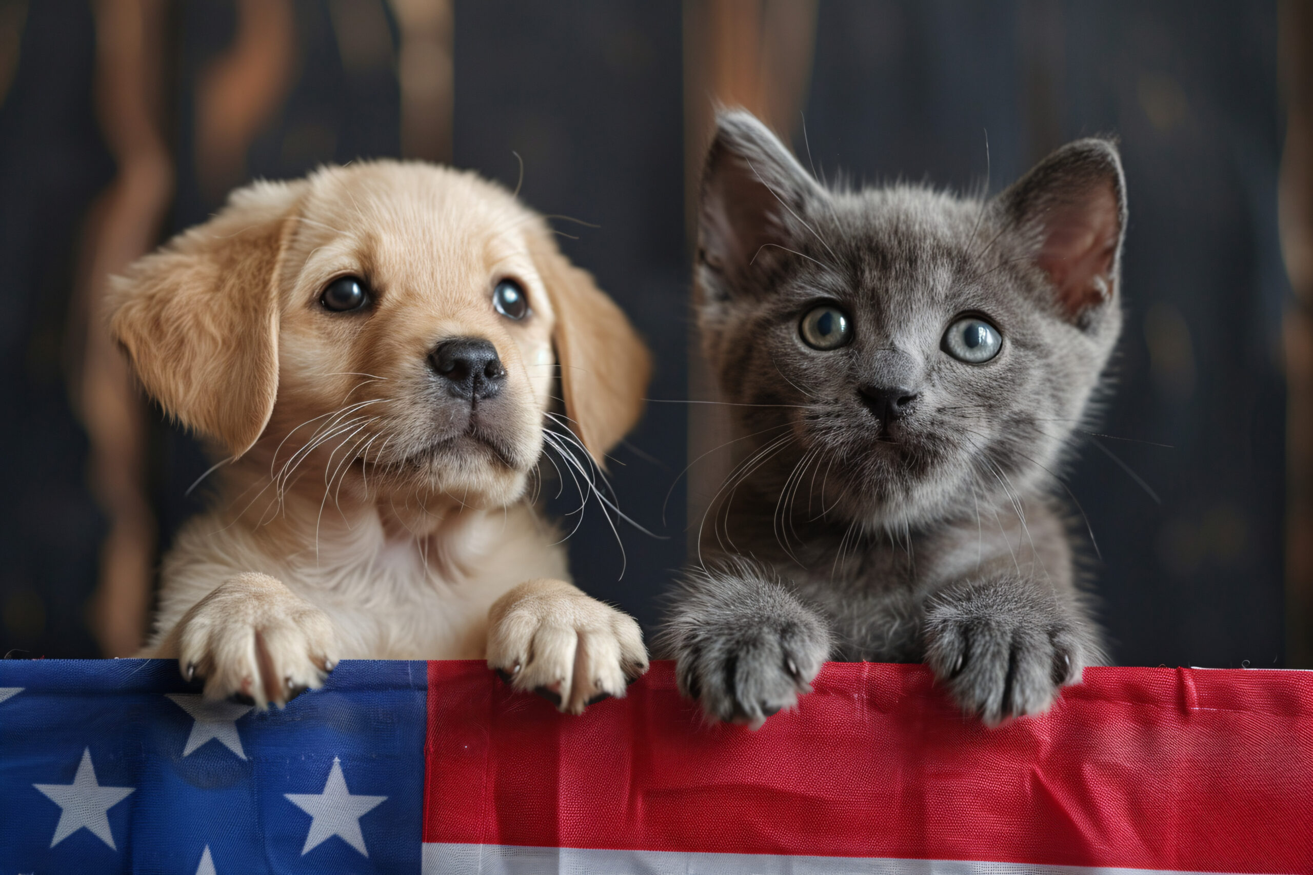 Student with kitten and golden retriever