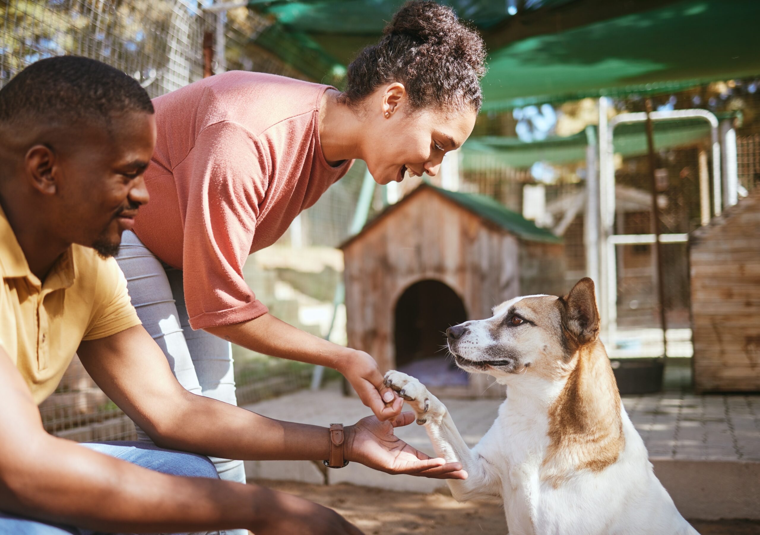 Shelter pets greeting